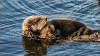 La loutre a un drôle de petit caractéristique...De quoi s'agit-il ?