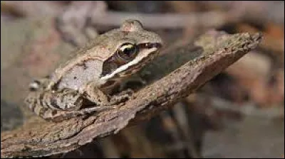 La grenouille des bois est très spéciale. On pourrait la considérer comme la...