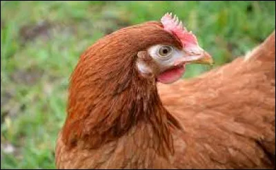 La poule ne peut pas...