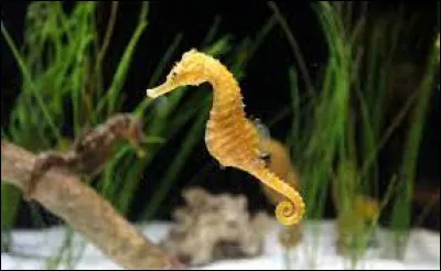 Les hippocampes restent en couple pour...