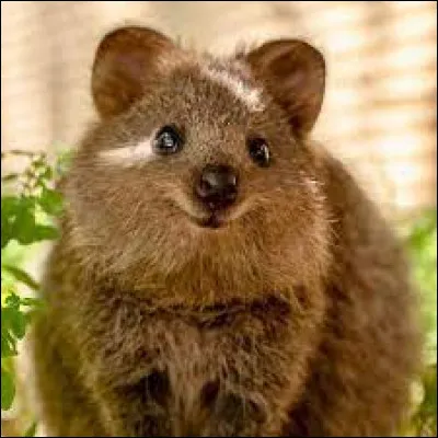 Le quokka possède...