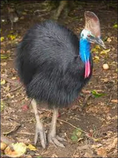 De quoi se nourrit le petit du casoar ?