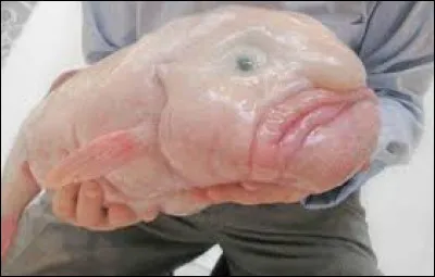 Comment se déplace le blobfish ?