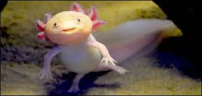 Quelle est la caractéristique principale de l'axolotl ?
