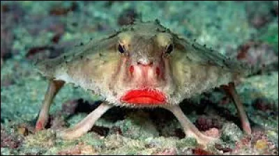 Comment se déplace le poisson chauve-souris à lèvres rouge ?