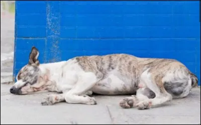 Ton chien viens juste de mourir. Que fais-tu ?