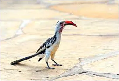 Vous pouvez retrouver cet oiseau dans "Le Roi lion".