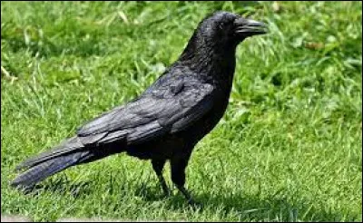 Quel personnage ne peut pas être associé à cet oiseau ?