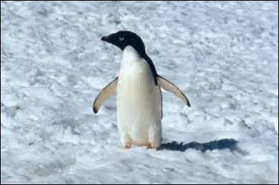 Il fait partie des manchots déjantés du film d'animation "Madagascar et Madagascar 2 : La Grande Évasion".