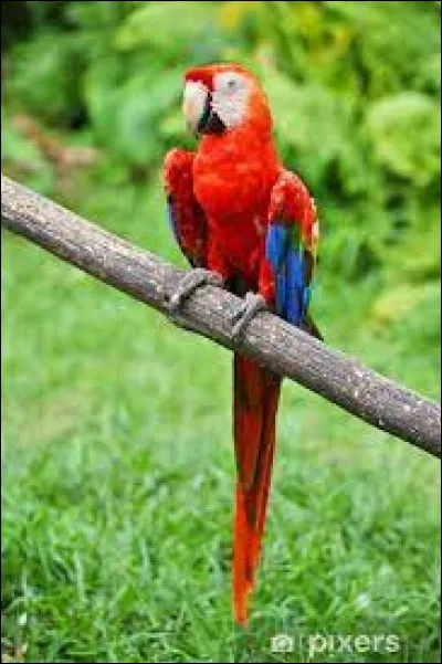 Aidez Jafar à retrouver son perroquet !