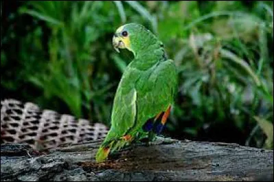 Comment se nomme le compagnon de Tao ?