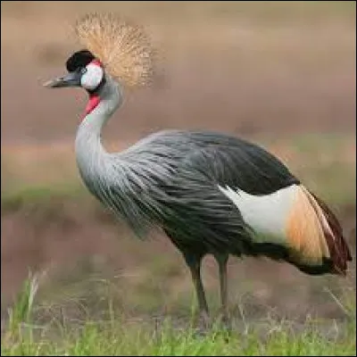 On me retrouve dans "Kung fu Panda".