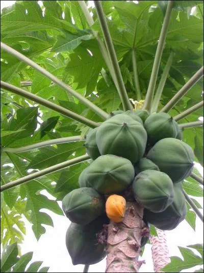 Qu'est-ce que le papayer ?