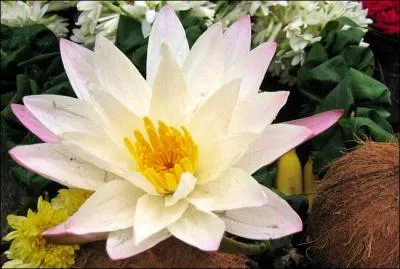 Qu'est-ce que le lotus ?