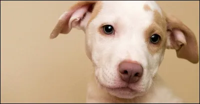 Aimes-tu les animaux ?