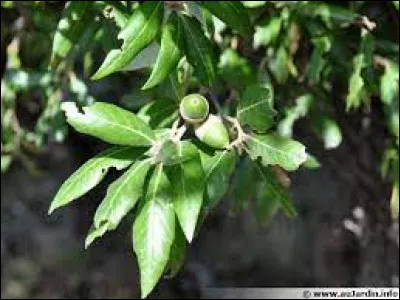 Quercus ilex. Voici un :