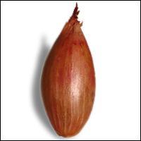 Il existe de l'chalote nouvelle :