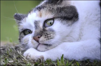 Tu achètes un jeu qui a coûté très cher et ton chat ne veut pas jouer avec, que fais-tu ?