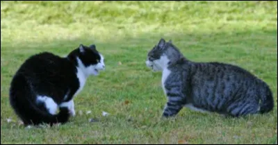 Un jour, tu vois ton chat être méchant avec un autre chat, que fais-tu ?
