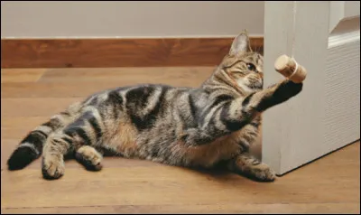 Ton chat déchire un jouet que tu acheté très cher et il le déchire, que fais-tu ?