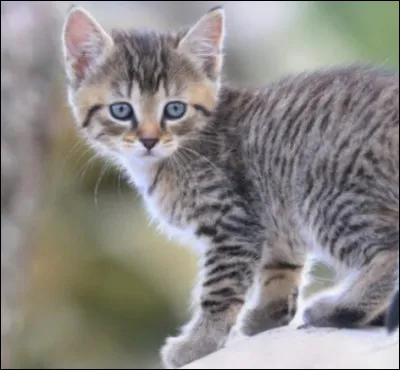 Que donnerais-tu à manger à ton chat ?