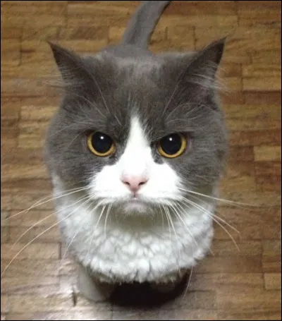 Ton chat te mord, que fais-tu ?