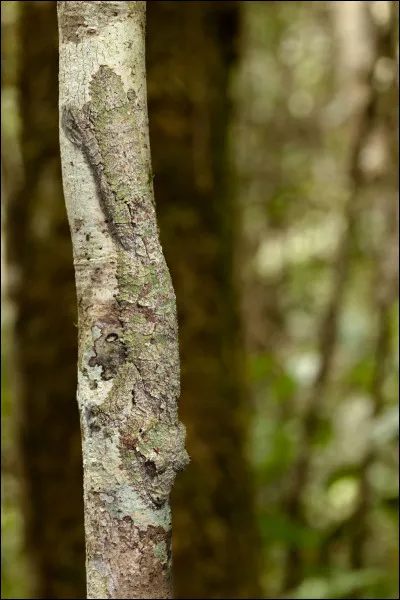 Cette photo est un montage.