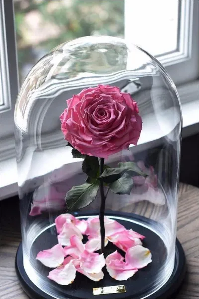 Dans laquelle de ces uvres littéraires, une rose est-elle enfermée sous un globe de verre ?