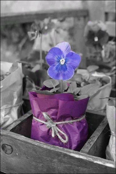 Quelle fleur est présentée sur la photo ?