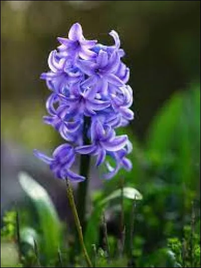 Quel est le nom de cette jolie fleur ?