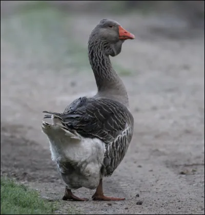 Quelle est cette oie française du Sud-Ouest, bon "chien de garde" et tondeuse à gazon écologique ?