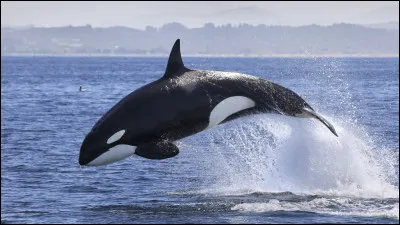 Quel est ce mammifère marin avec un dos noir, un ventre blanc et un grand aileron dorsal pouvant atteindre deux mètres ?