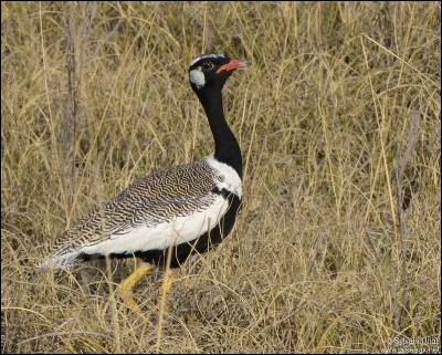Quel est cet oiseau échassier au corps lourd, à fortes pattes et à long cou que l'on chasse comme gibier ?