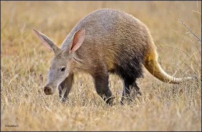 Quel est ce mammifère termitivore d'Afrique avec une tête allongée, un groin tubulaire et de grandes oreilles ?