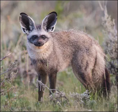 Quel est-ce mammifère carnivore, un renard à oreilles de chauve-souris vivant dans les savanes et prairies arides d'Afrique ?