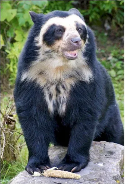 Quel est cet ours végétarien d'Amérique du Sud dont le nom provient des tâches qui cernent ses yeux ?