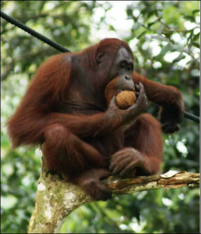 Quel est ce grand singe arboricole de la famille des hominidés dont le génome est identique à 97% à celui de l'humain ?
