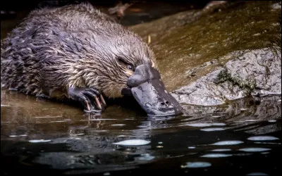Quel est cet animal nocturne semi-aquatique, avec des pieds palmés et une grande mâchoire cornée, vivant en Australie ?