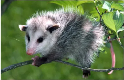 Quel est ce petit marsupiaux carnivore, solitaire, agressif et nocturne ?