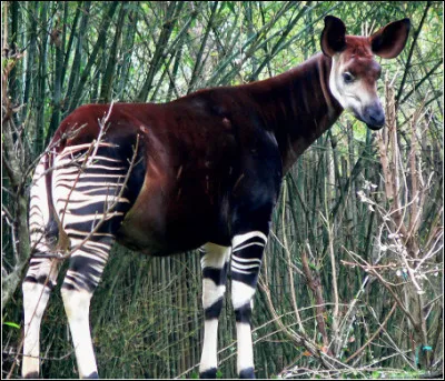 Quel est ce ruminant, cousin de la girafe avec un cou moins long, vivant dans le forêts d'Afrique centrale ?