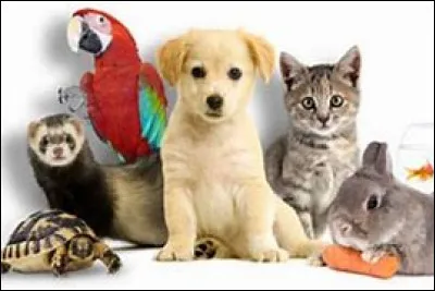 Quel est ton animal préféré ?