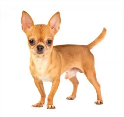 Adulte, quelle taille fait le chihuahua ?
