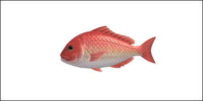 Comment ce poisson se nomme-t-il ?