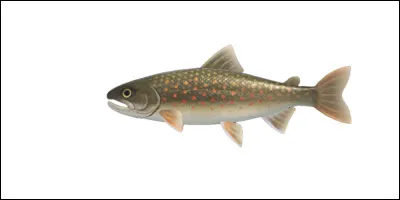 Quel est le nom de ce poisson ?