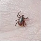 Il est conseill de dparasiter rgulirement son chien et sa litire pour l'liminer.