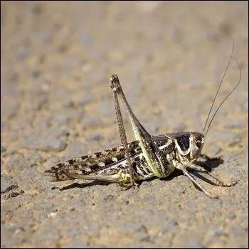 Cet insecte grgaire, volant en un essaim dvastateur , cause de redoutables ravages sur les cultures africaines :
