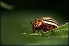 Cet insecte peut ravager les cultures de pommes de terre... .