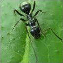 Quiz Fourmis