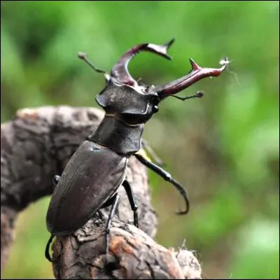 Quel col&eacute;opt&egrave;re est appel&eacute; cucard en Suisse romande et barbeau au Qu&eacute;bec ?