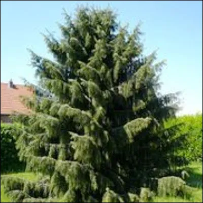 Quel genre de conif&egrave;re originaire de la c&ocirc;te ouest des &Eacute;tats-Unis comprend les plus grands arbres du monde ?